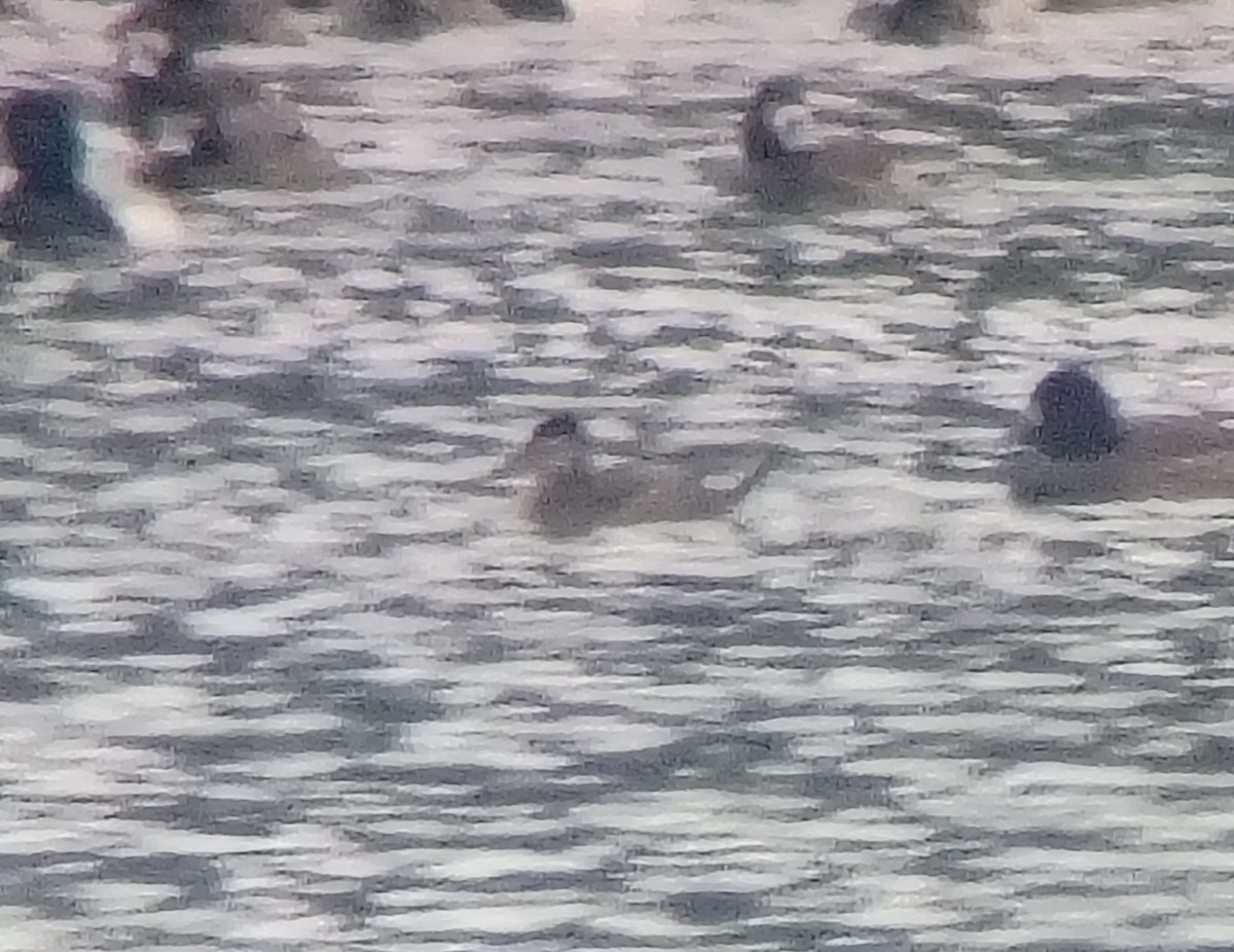 Ruddy Duck - ML646570610