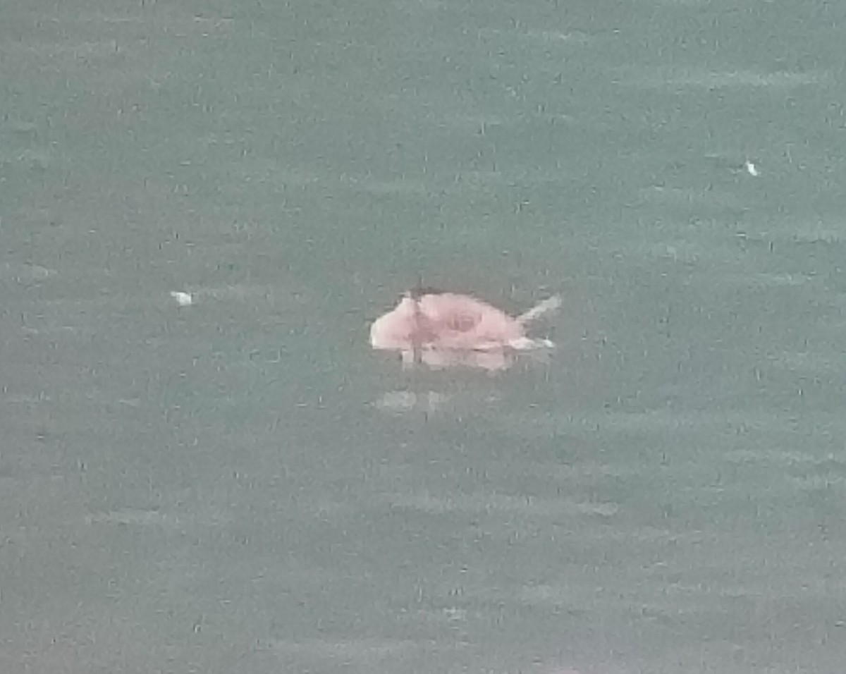 Ruddy Duck - ML646570611