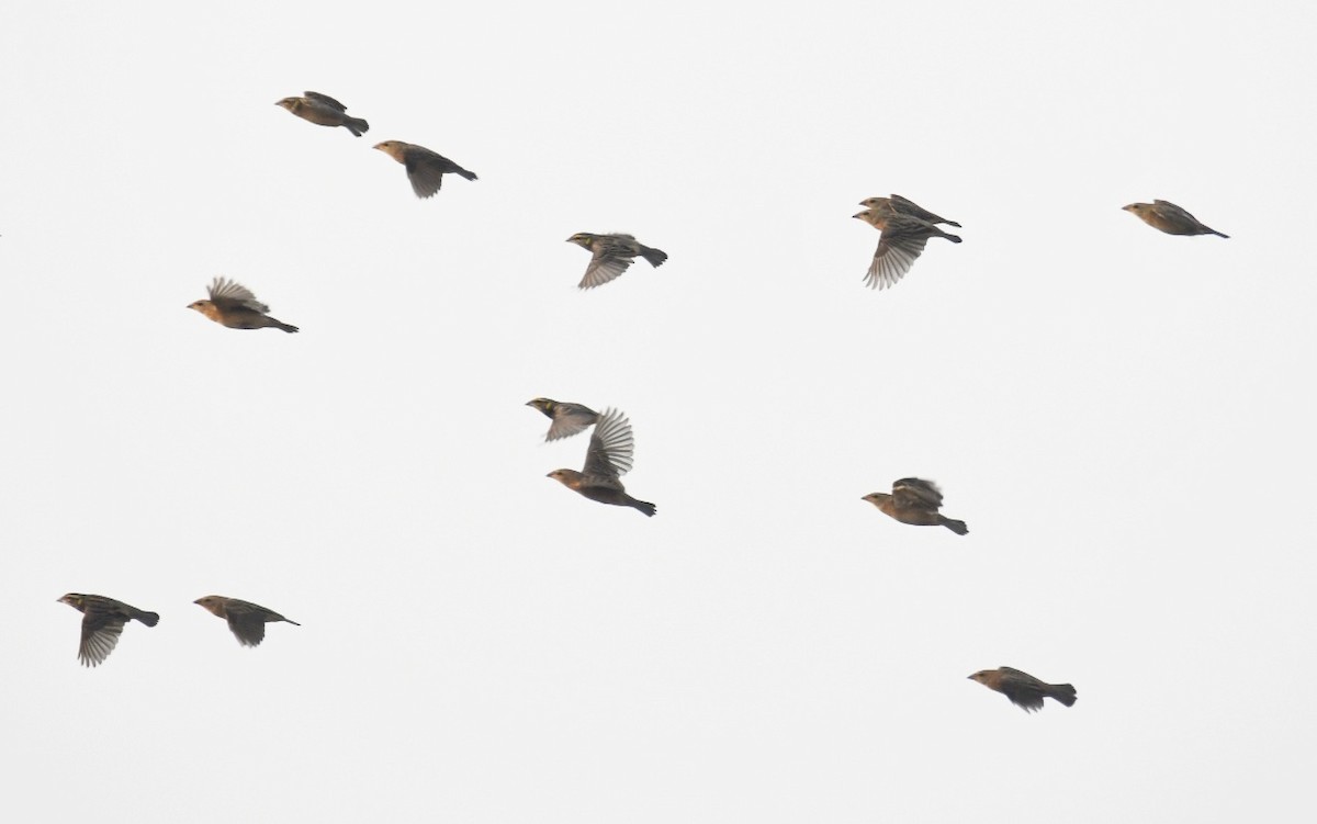 Tejedor Bengalí - ML646570614