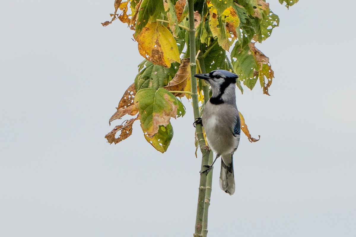 Blue Jay - ML646570615