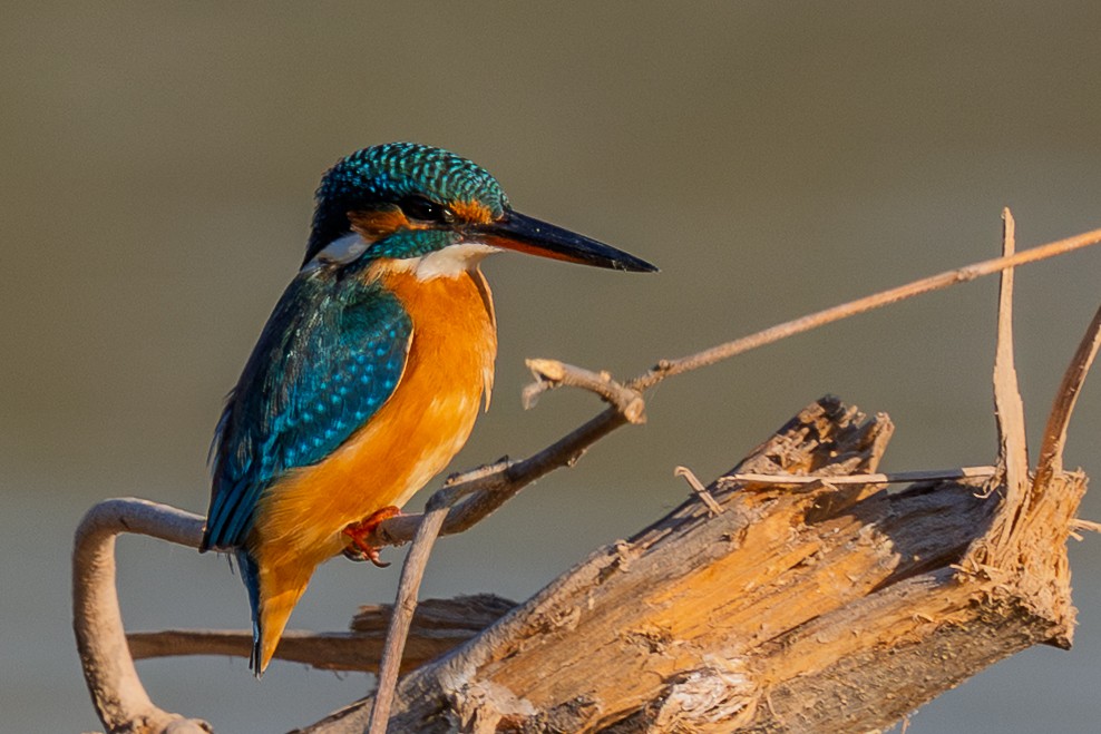 Martín Pescador Común - ML646570616