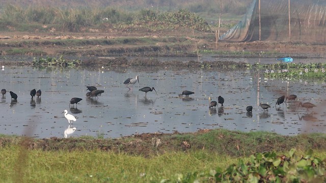 Glossy Ibis - ML646570620