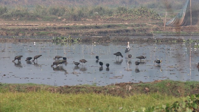 Glossy Ibis - ML646570623