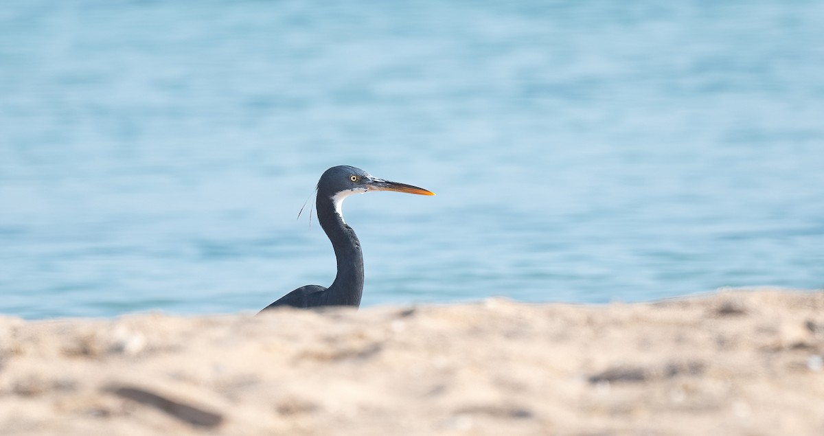 Western Reef-Heron (Eastern) - ML646570624