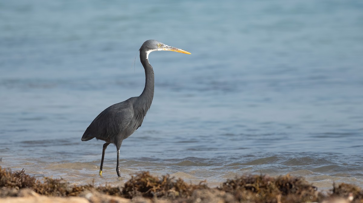 Western Reef-Heron (Eastern) - ML646570625