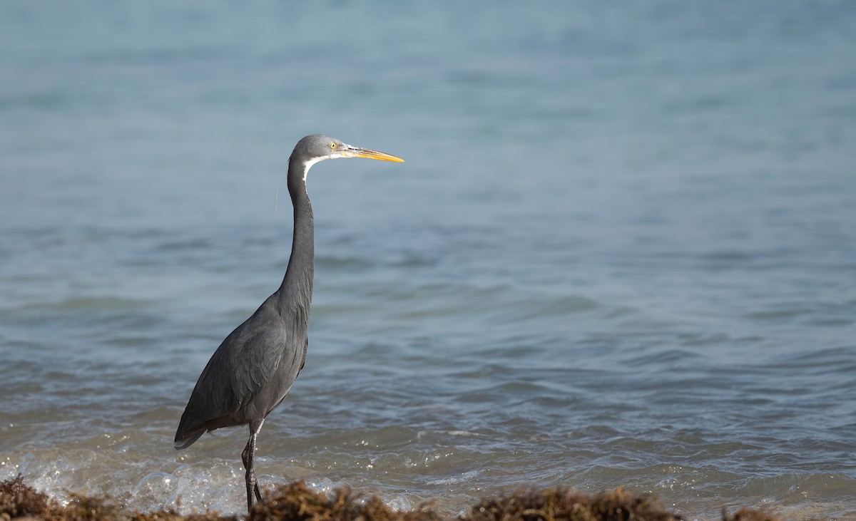 Western Reef-Heron (Eastern) - ML646570627
