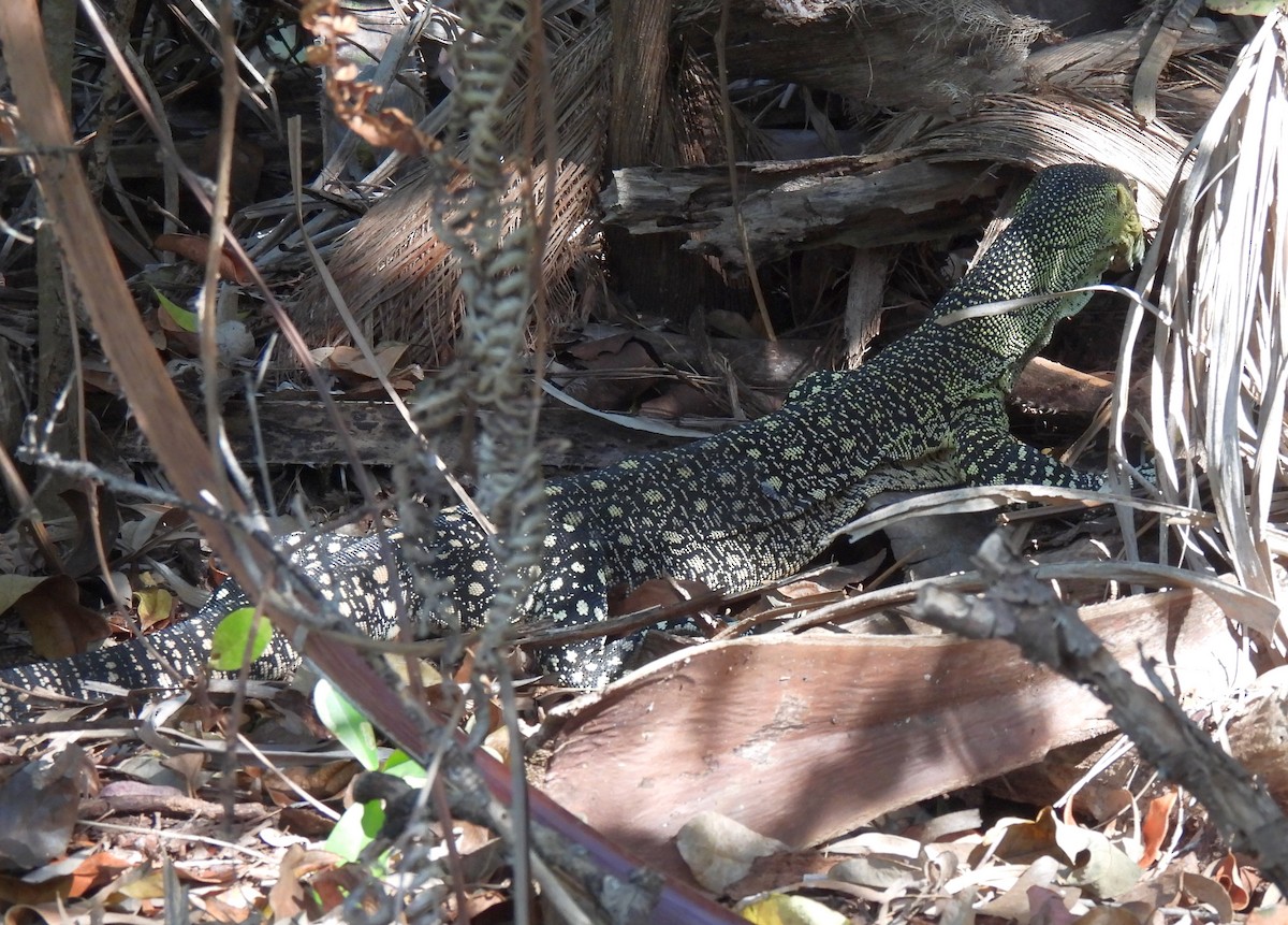 Hayvanlar - ML646570628