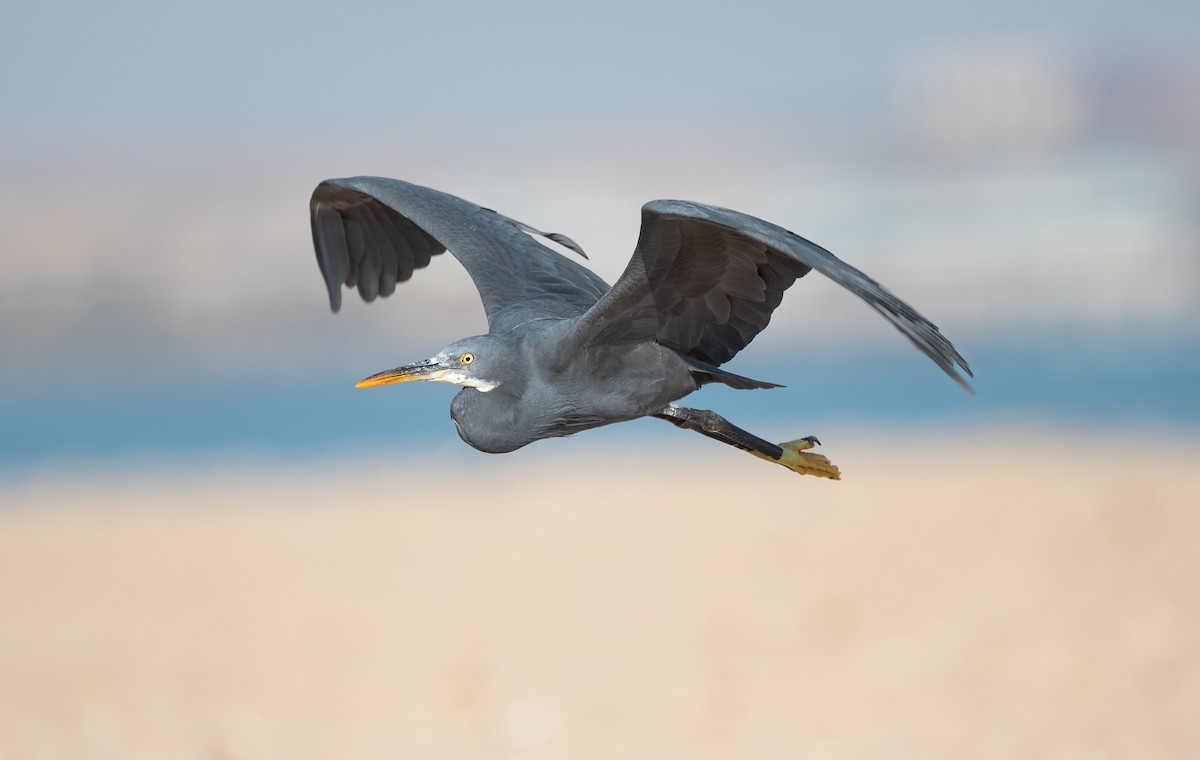 Western Reef-Heron (Eastern) - ML646570629