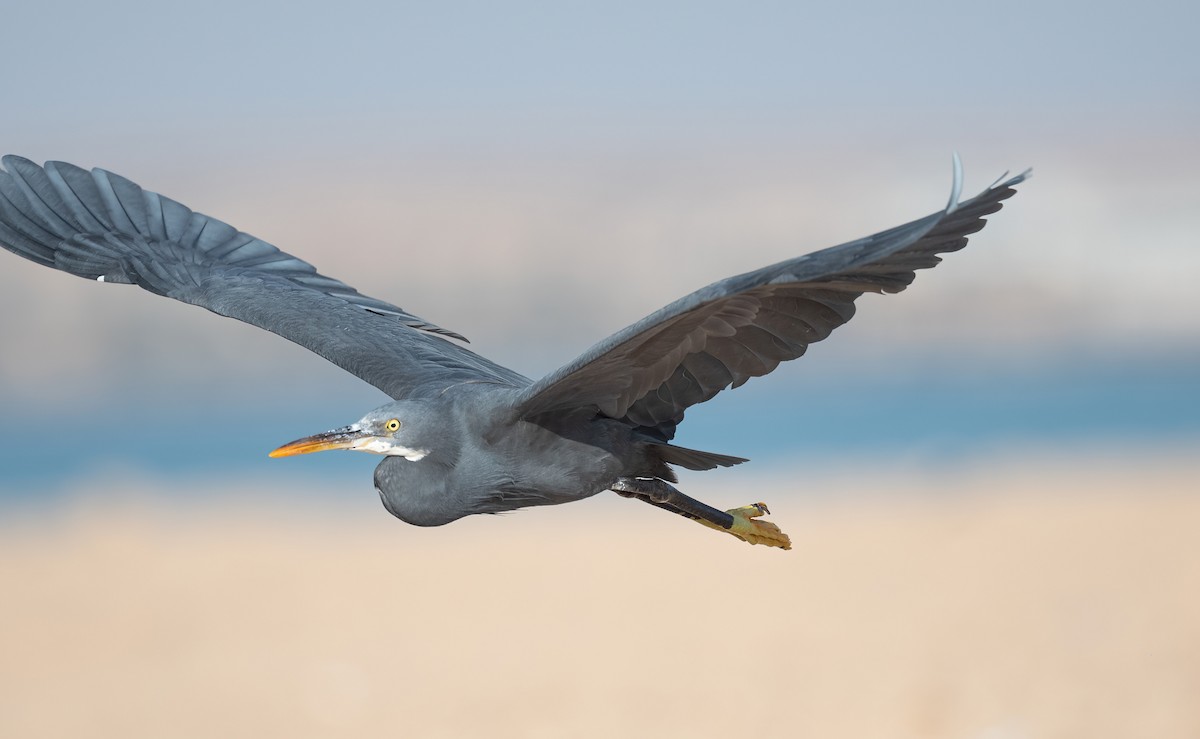 Western Reef-Heron (Eastern) - ML646570631