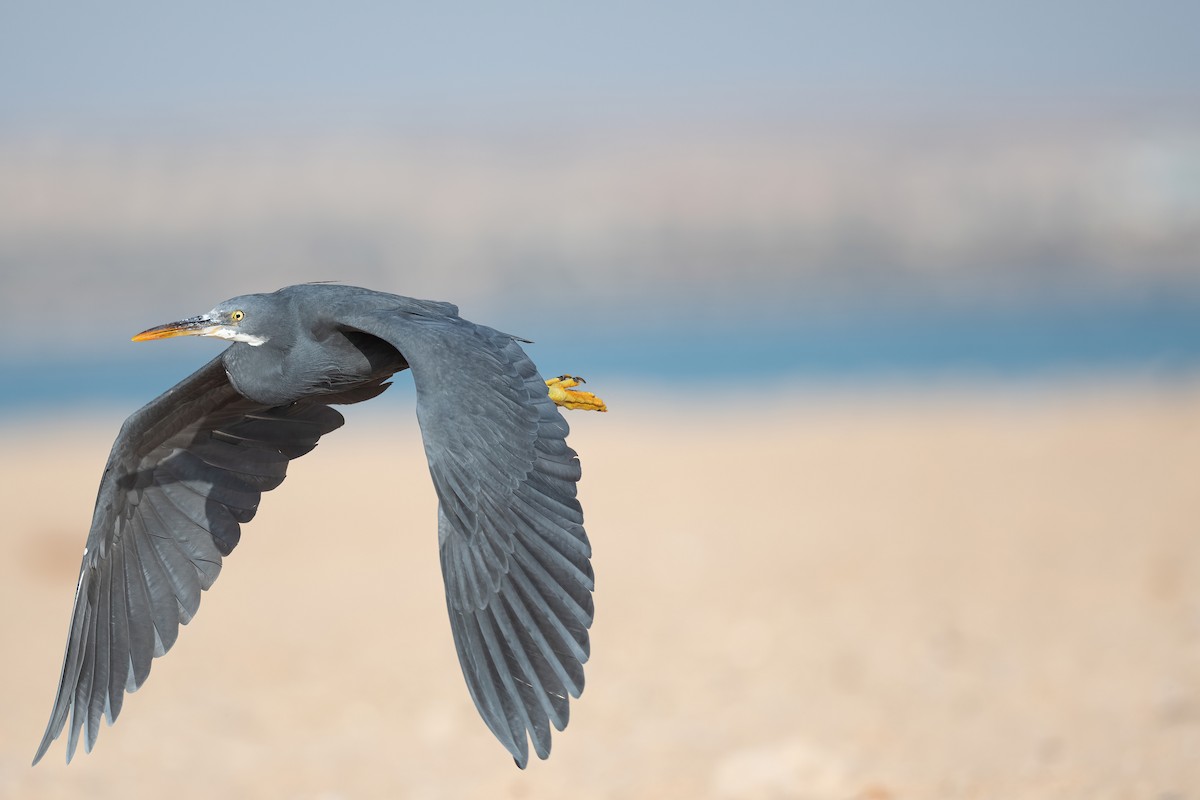 Western Reef-Heron (Eastern) - ML646570633