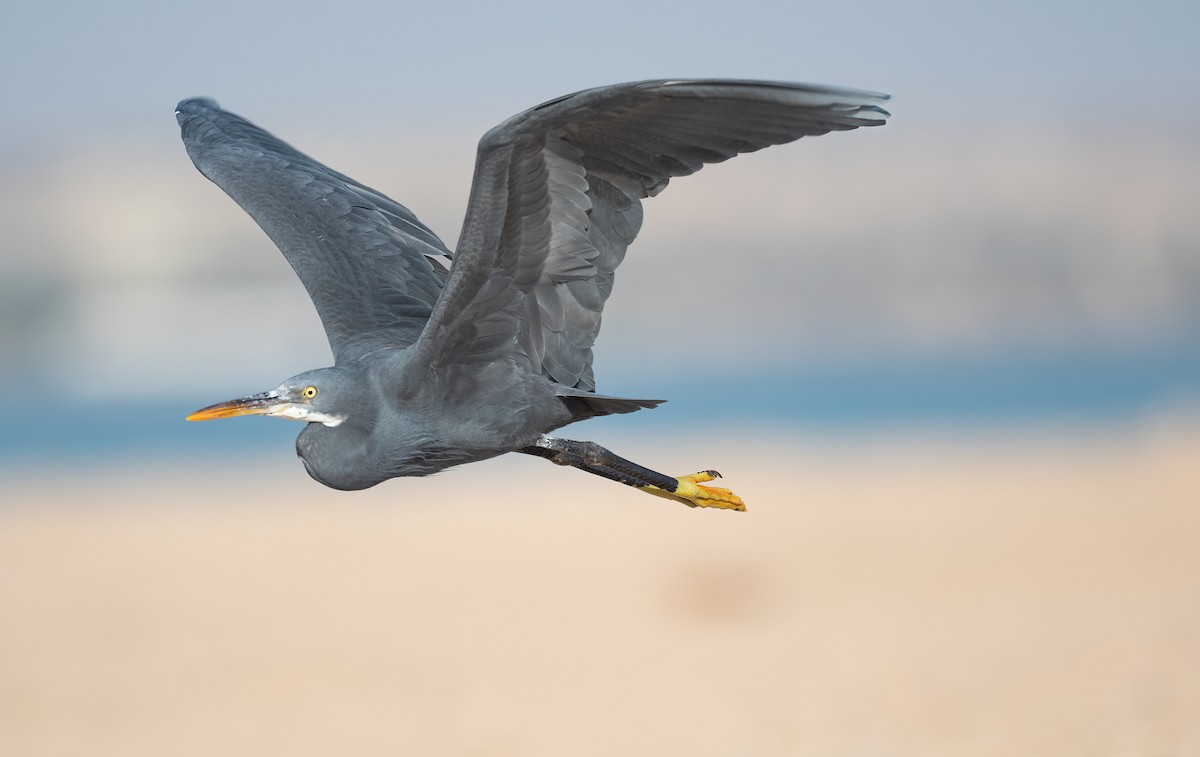 Western Reef-Heron (Eastern) - ML646570635