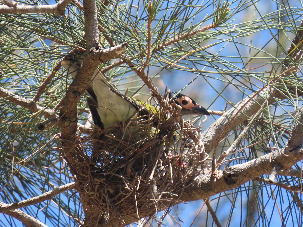 Australasian Figbird - ML646570643