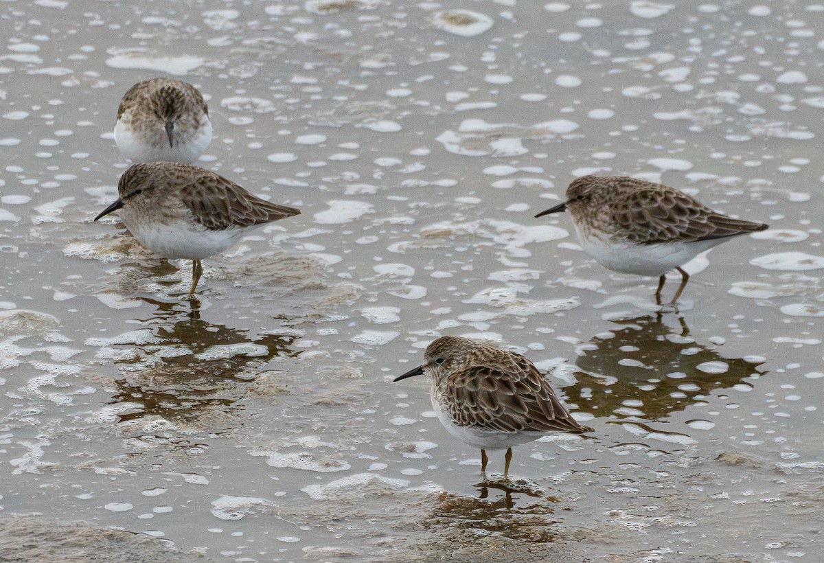 Least Sandpiper - ML646570644