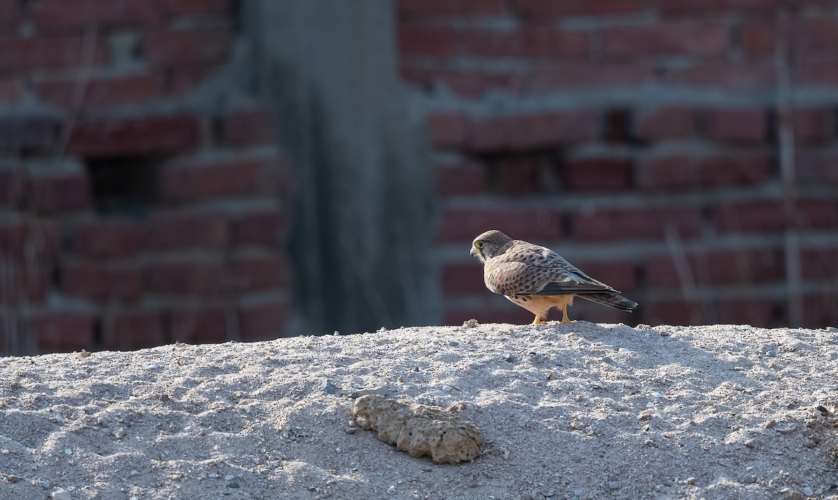 Eurasian Kestrel - ML646570646