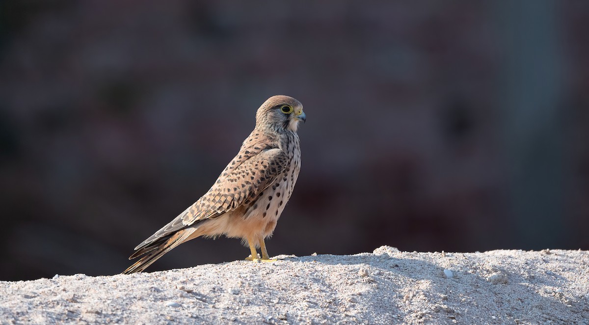 Eurasian Kestrel - ML646570647
