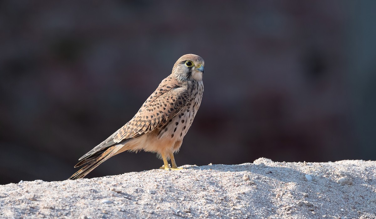 Eurasian Kestrel - ML646570650