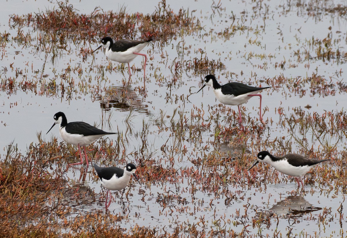 クロエリセイタカシギ - ML646570651