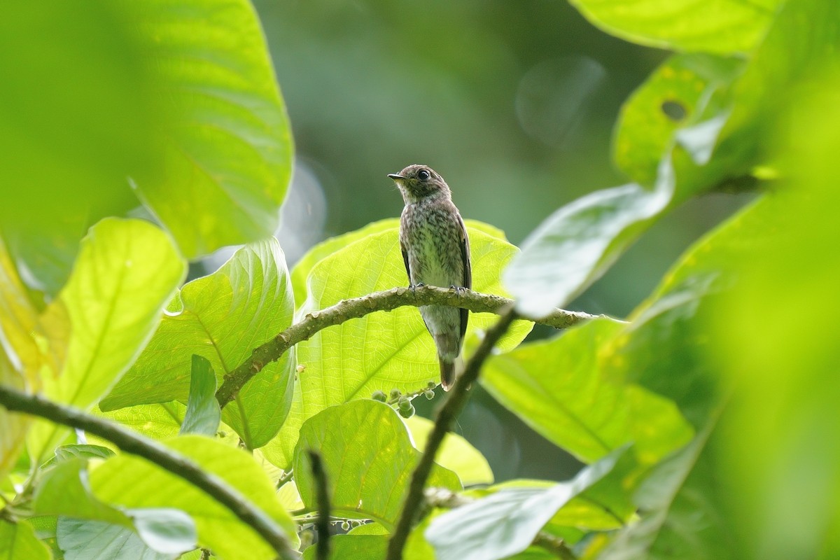Dark-sided Flycatcher - ML646570655