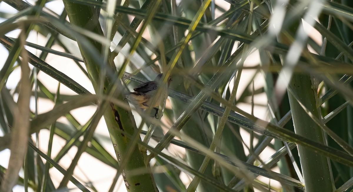 Nile Valley Sunbird - ML646570657