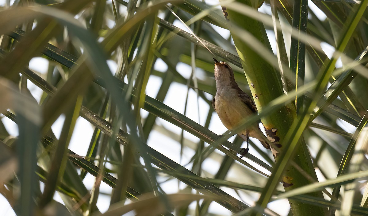 Nile Valley Sunbird - ML646570658