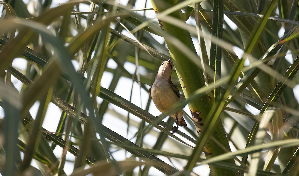 Nile Valley Sunbird - ML646570660