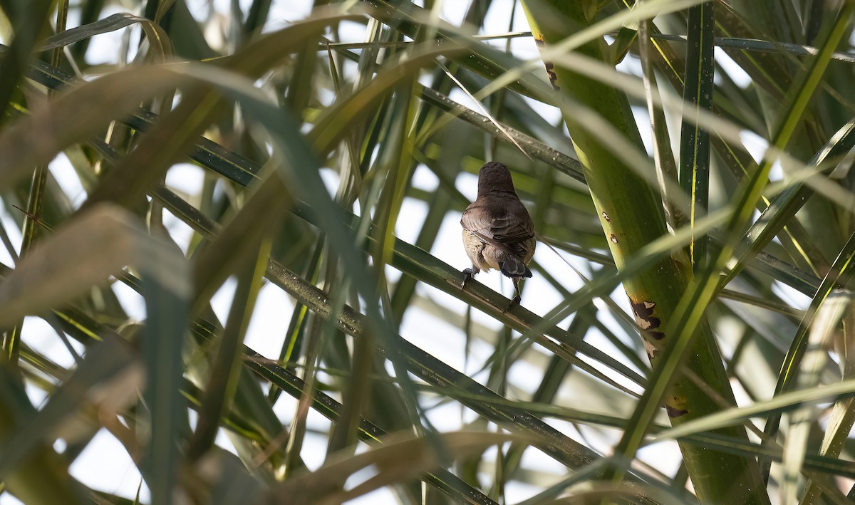 Nile Valley Sunbird - ML646570661