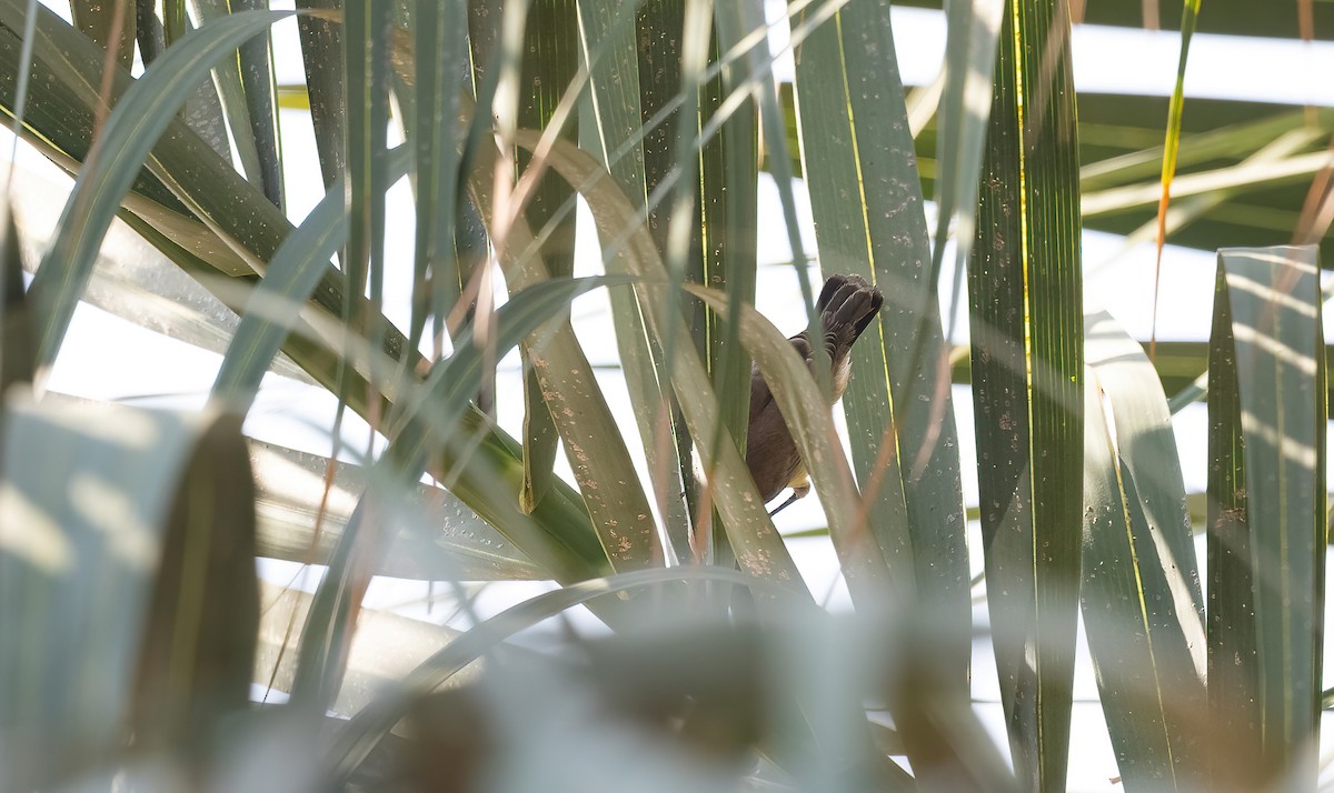 Nile Valley Sunbird - ML646570664