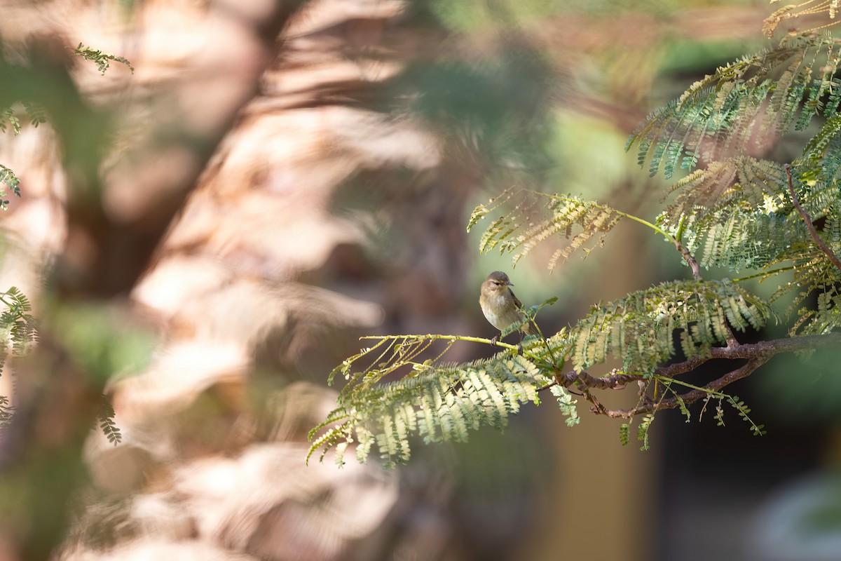 Common Chiffchaff - ML646570665