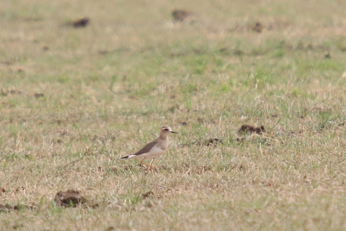 Steppenregenpfeifer - ML646570670