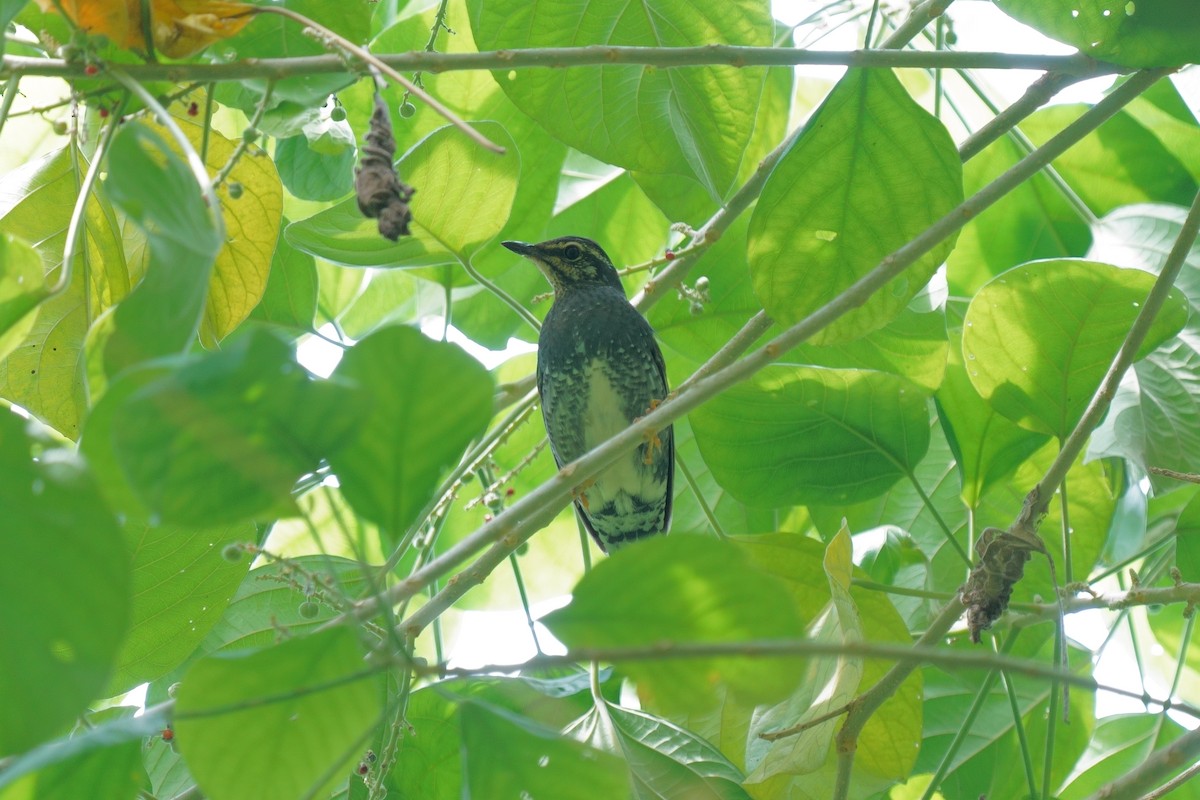 Siberian Thrush - ML646570671