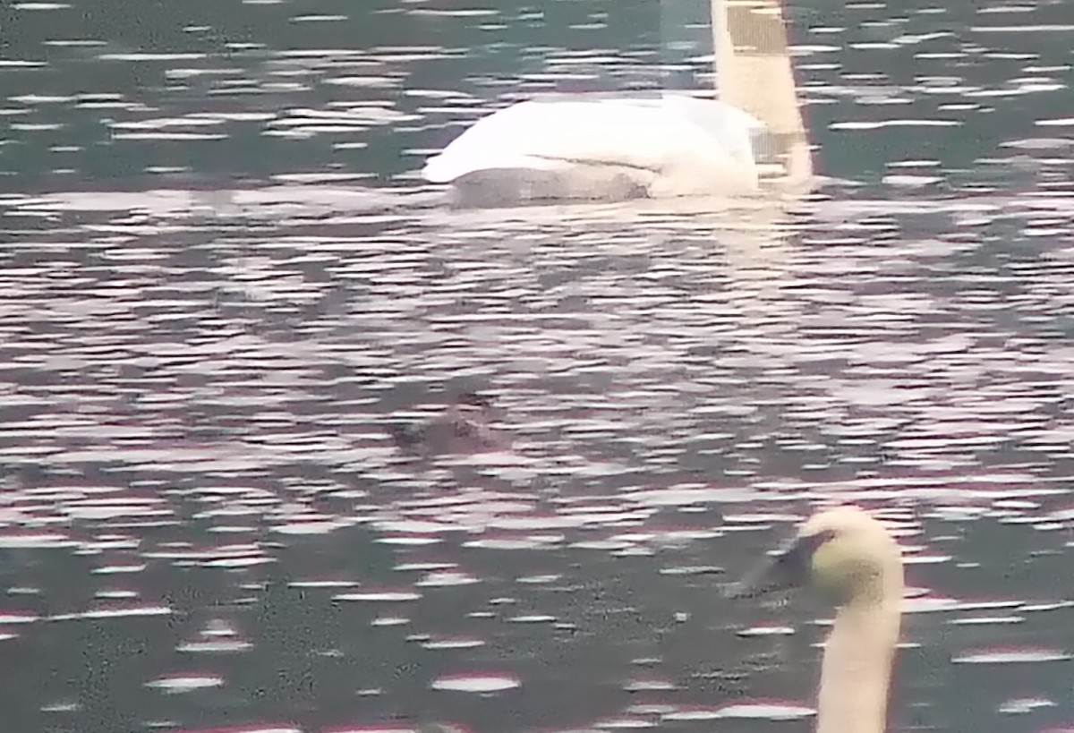 Ruddy Duck - ML646570672