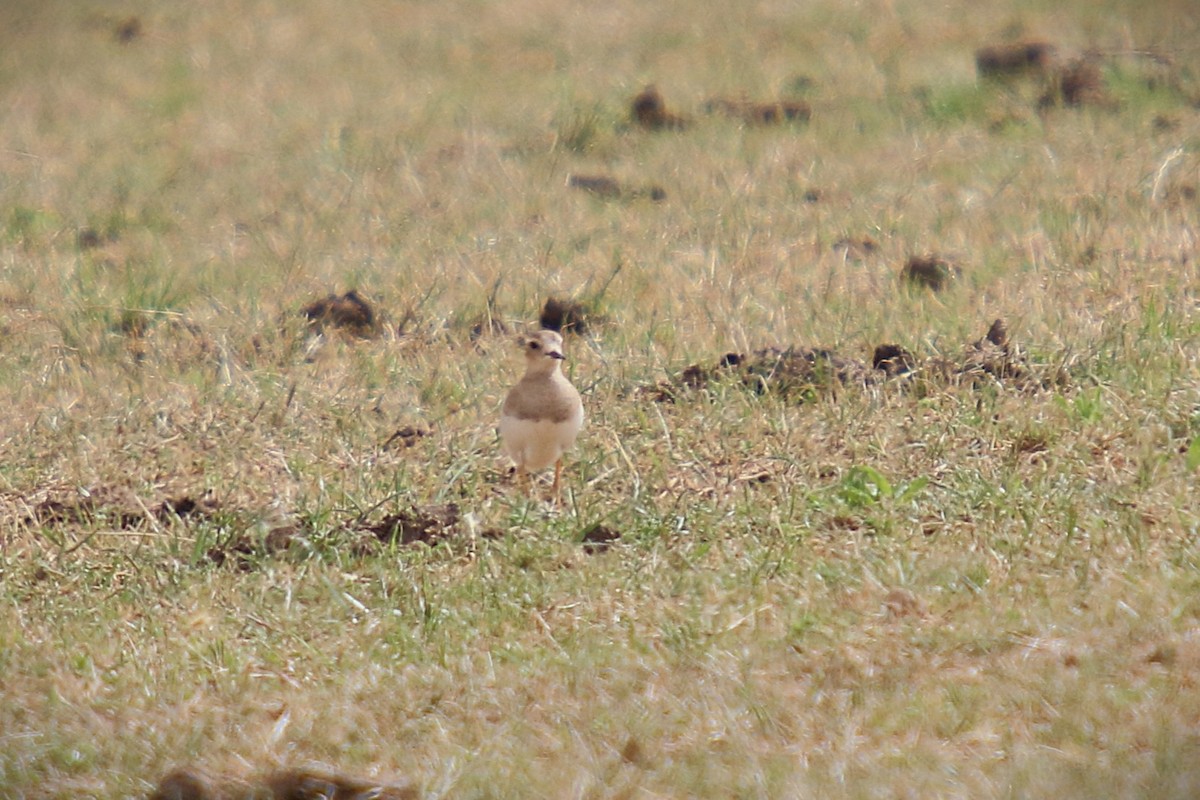 Steppenregenpfeifer - ML646570676