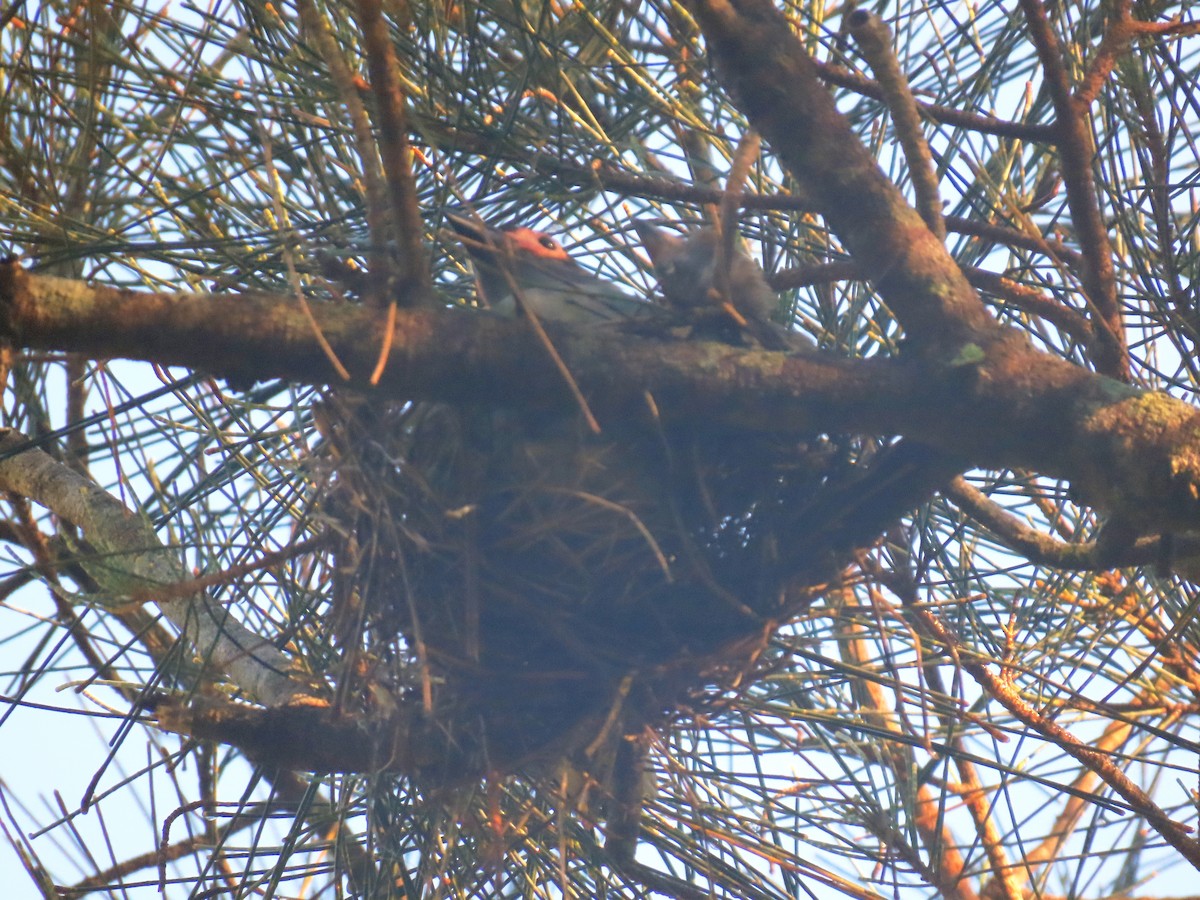 Australasian Figbird - ML646570684