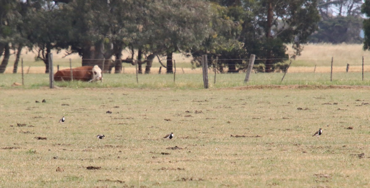 Banded Lapwing - ML646570687