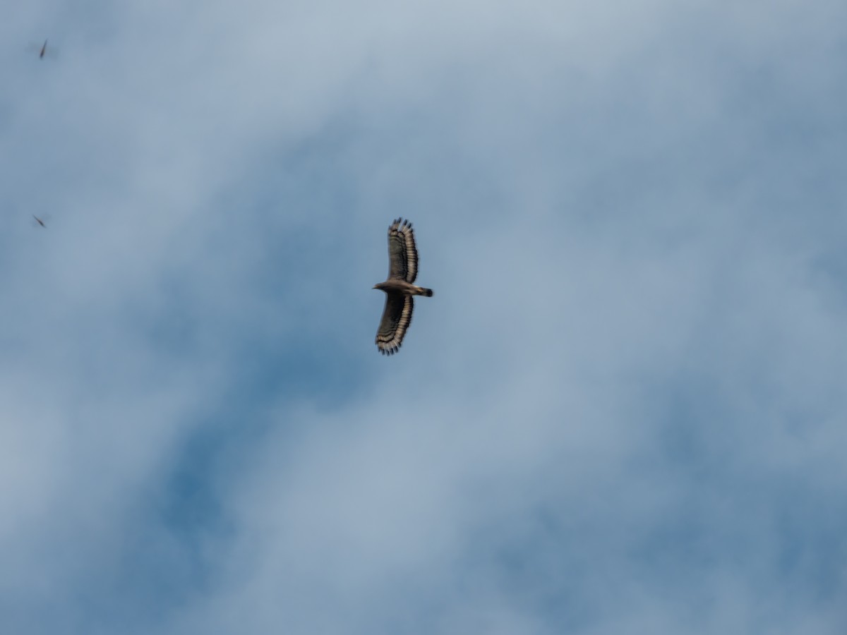 Haubenschlangenadler - ML646570692