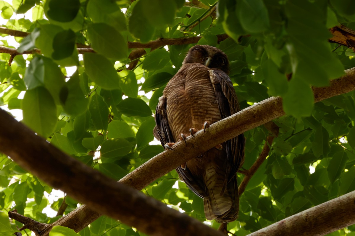 Kızıl Bubuk - ML646570696