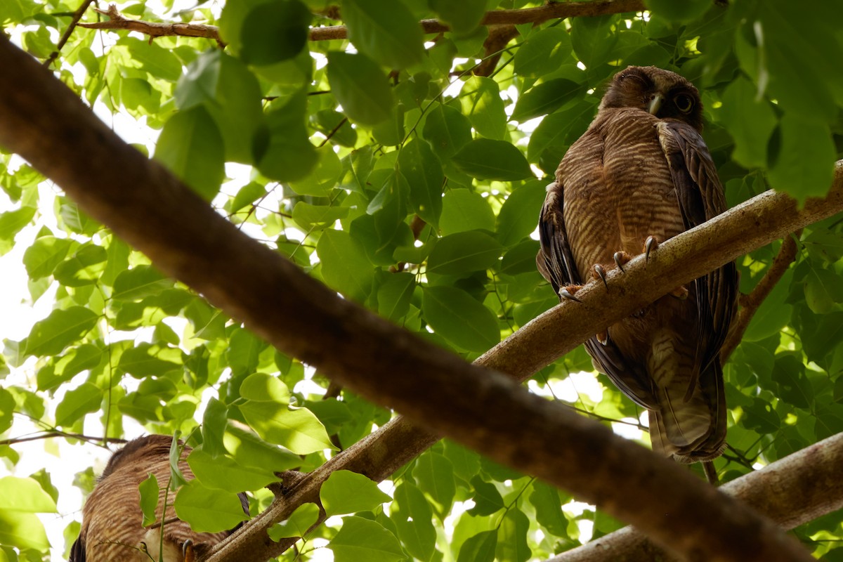 Kızıl Bubuk - ML646570697
