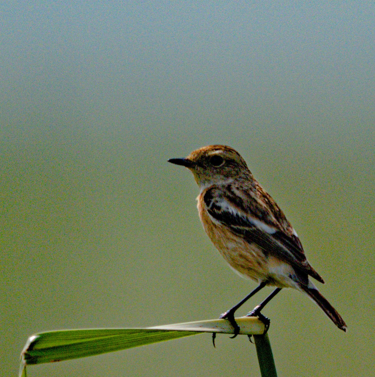 Siberian Stonechat - ML646570705
