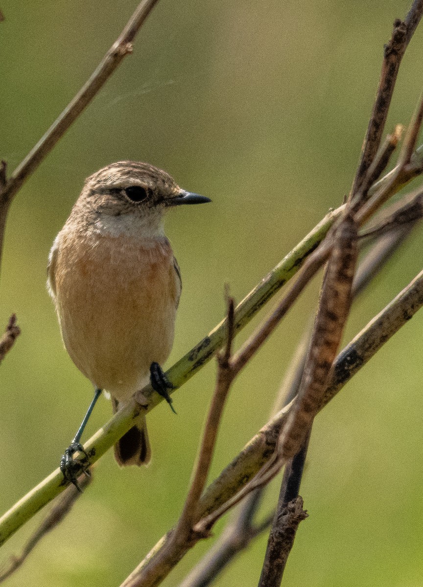 Siberian Stonechat - ML646570706