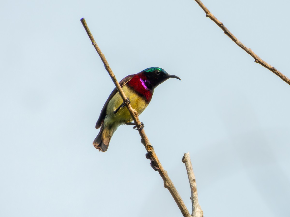 Crimson-backed Sunbird - ML646570707