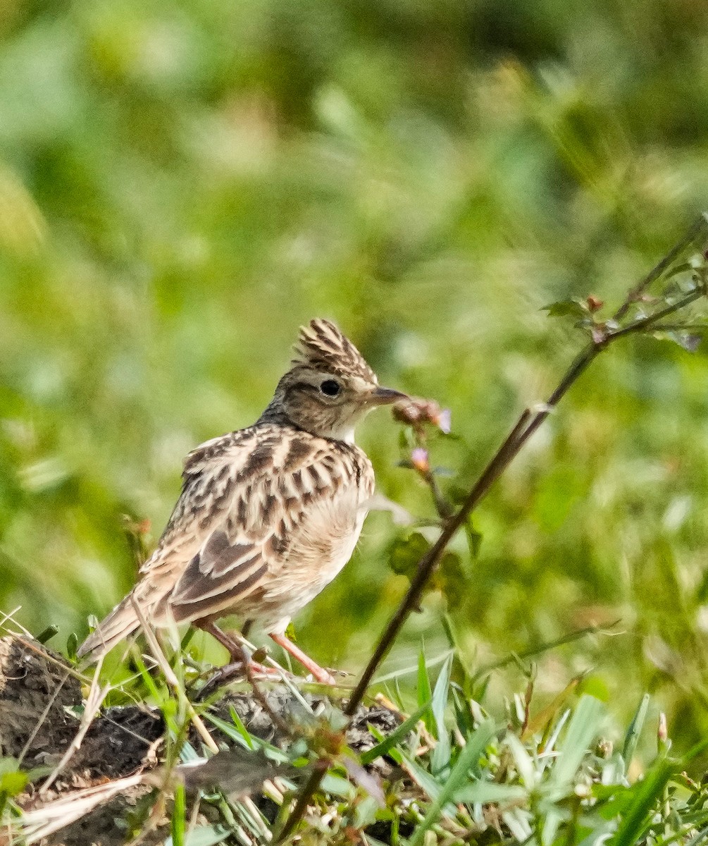 Oriental Skylark - ML646570709