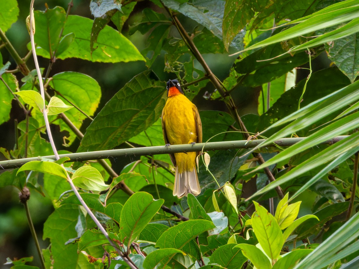 Flame-throated Bulbul - ML646570710