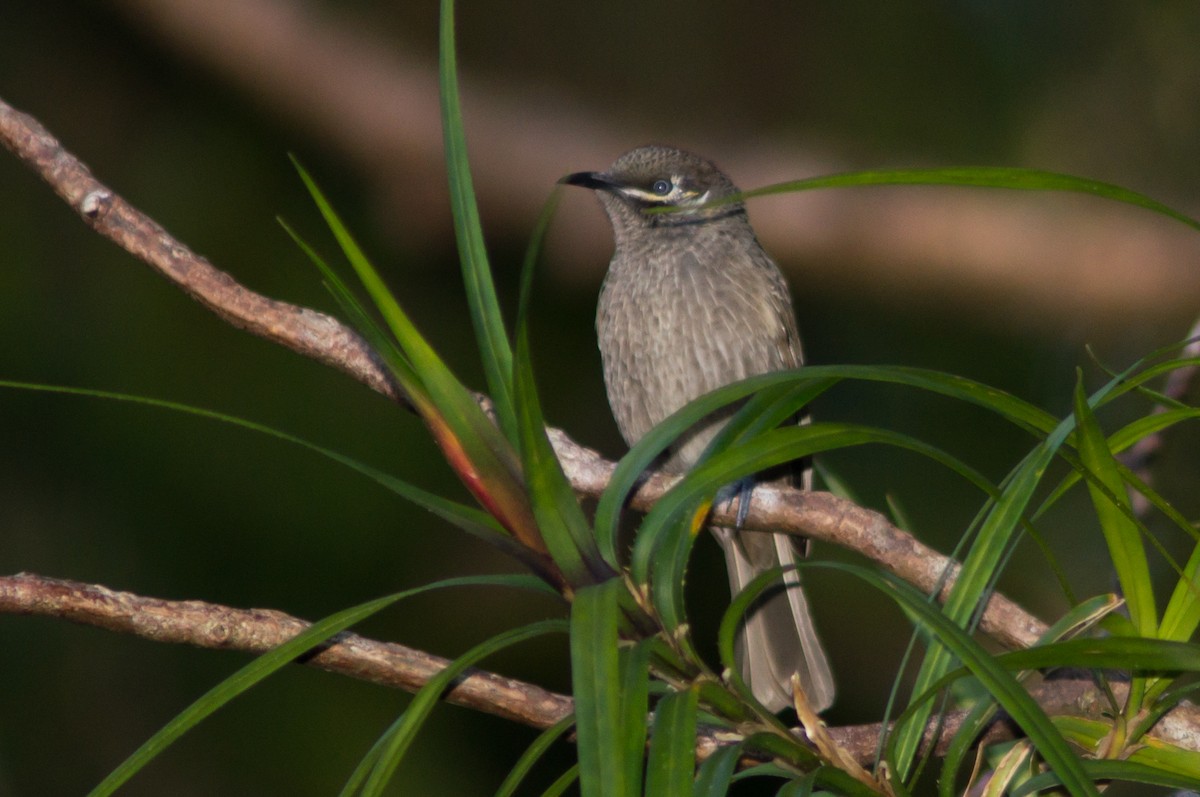 Eungella Honeyeater - ML646570719