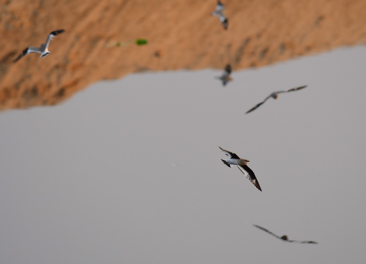 Sandbrachschwalbe - ML646570720