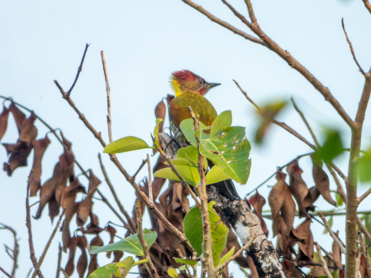 Lesser Yellownape - ML646570721