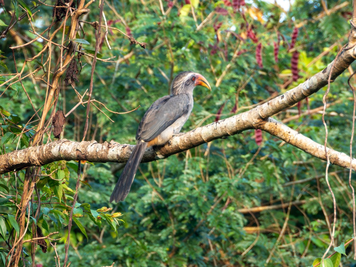 Malabar Gray Hornbill - ML646570722