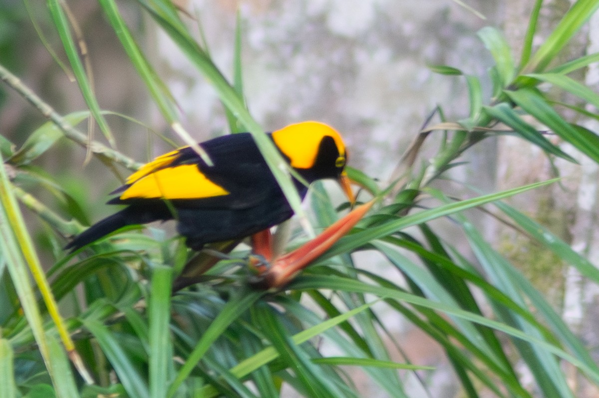 Regent Bowerbird - ML646570723