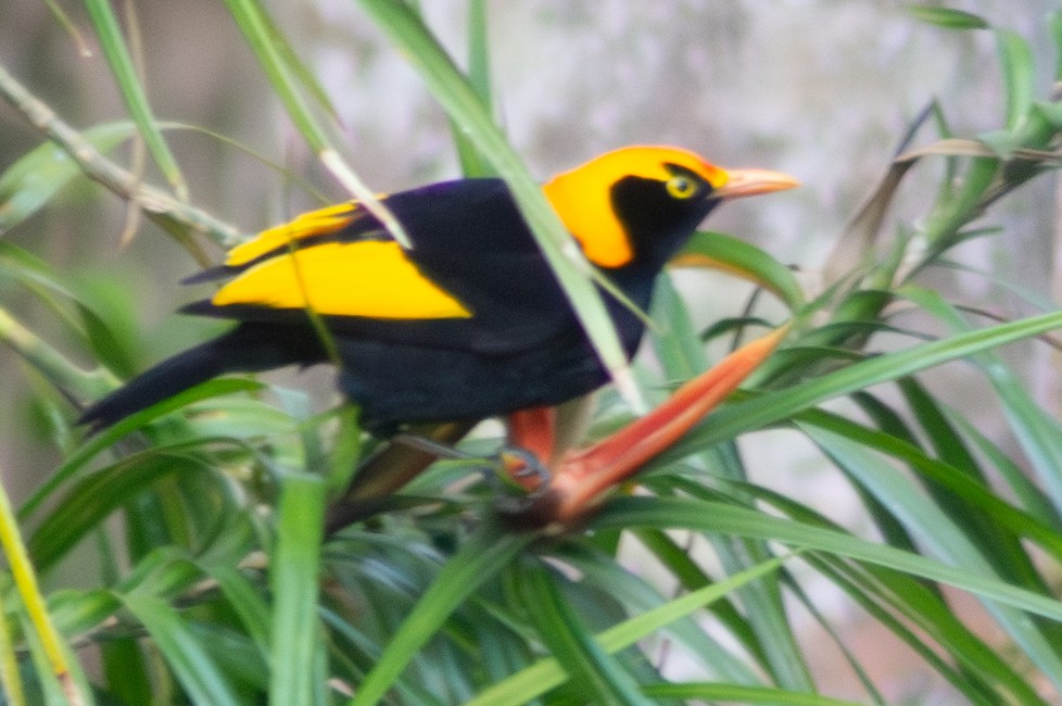 Regent Bowerbird - ML646570724
