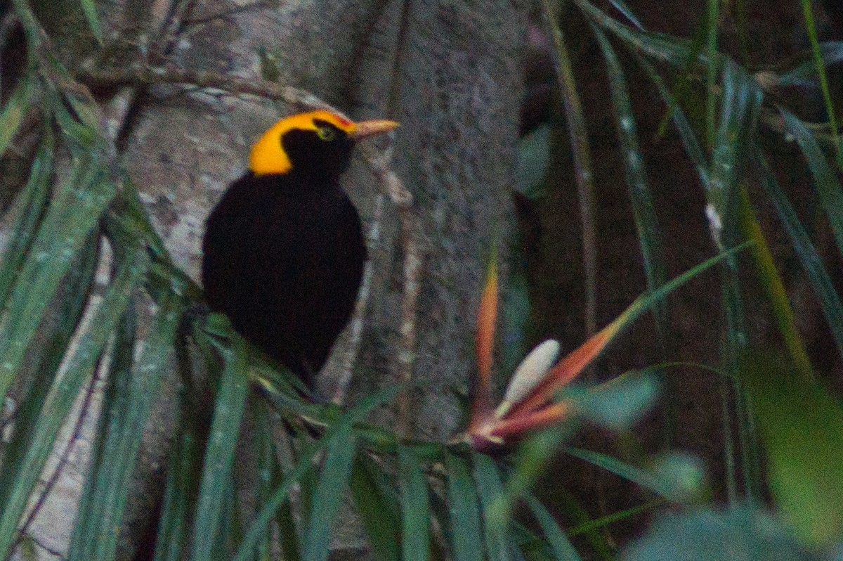 Regent Bowerbird - ML646570725