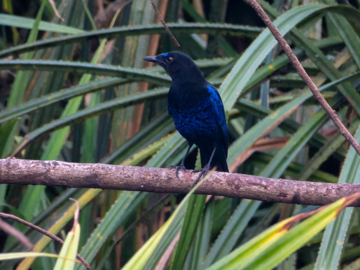 Malabar Whistling-Thrush - ML646570727